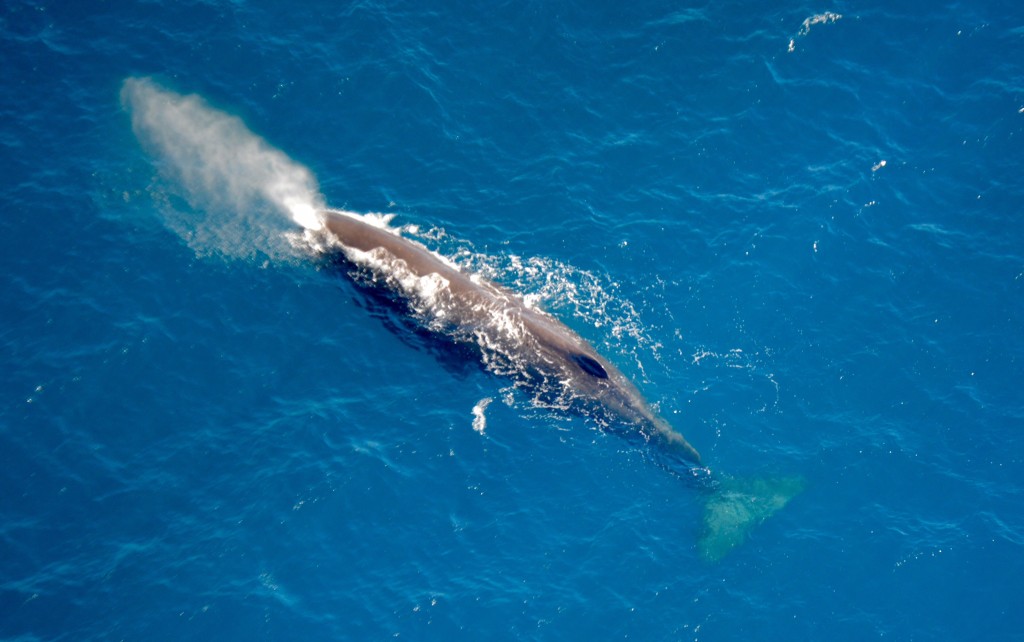 Whale blog