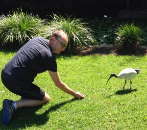 ibis